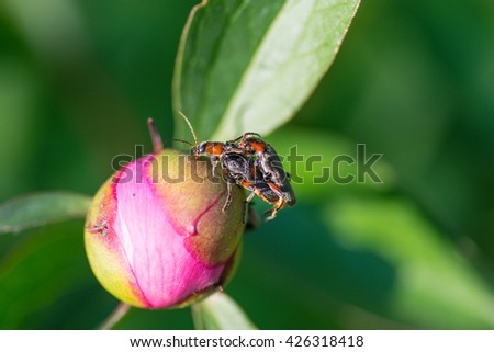 sex with bugs Sex with bugs