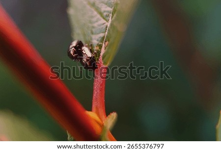 bugs insect beatle macro spring nature garden 