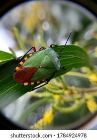 Bugs On The Acasia Tree Leaf