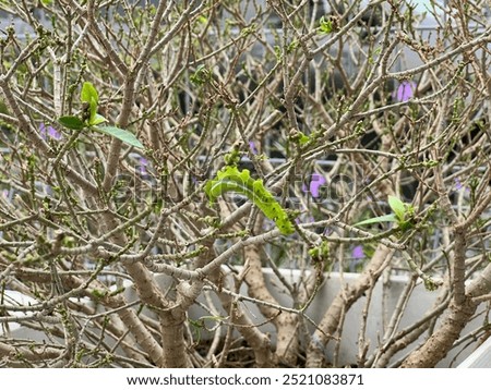 bugs in a selective focus 