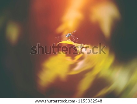 Similar – Image, Stock Photo Blue flower of globularia alypum on nature with sunlight