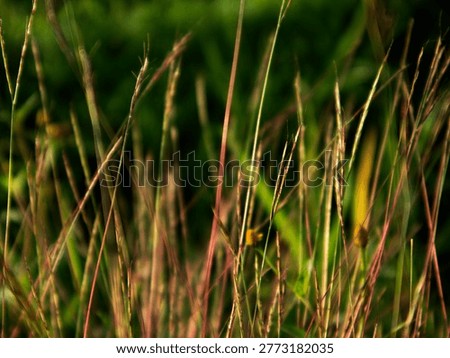 Buhari Grass, or more precisely called Ruzi Grass (Brachiaria ruziziensis), is a type of superior animal feed that is very popular, especially for goats and sheep.