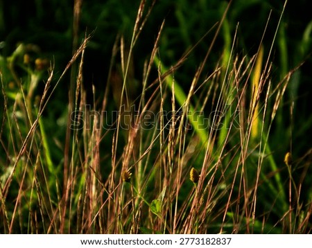 Buhari Grass, or more precisely called Ruzi Grass (Brachiaria ruziziensis), is a type of superior animal feed that is very popular, especially for goats and sheep.