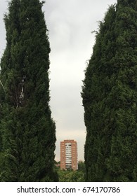 Building between trees