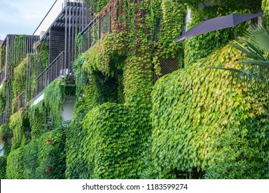 Building With Climber Plants, Ivy Growing On The Wall. Ecology And Green Living In City, Urban Environment Concept.