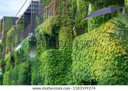 Building with climber plants, ivy growing on the wall. Ecology and green living in city, urban environment concept.
