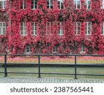 Building covered with red ivy on Old Town of Gdansk city, Poland