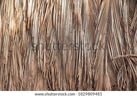Building or fence wall texture background with dry palm leaves, reed, bamboo, or straw. Natural materials for a home in tropical places in India. Ecological conditions in the village.