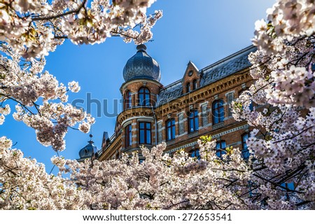 Building framed in cherry blossom.
Spring has arrived in Gothenburg and cherry trees are in full bloom. A season that is perceived as an awakening for most people and even animals. 