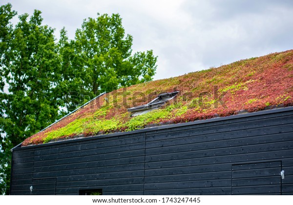 Building with a green roof completely covered with
vegetation. Extensive green sustainable sedum cassette roof with
succulent plants. Roof greening with succulents. Skylight in the
middle of the roof