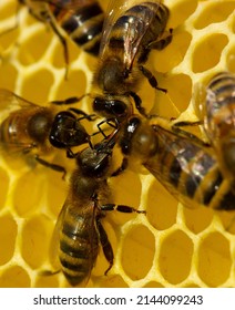
Building instinct bees.
Agreed work of colony of bees.
Bees build honeycombs. Work in a team.
