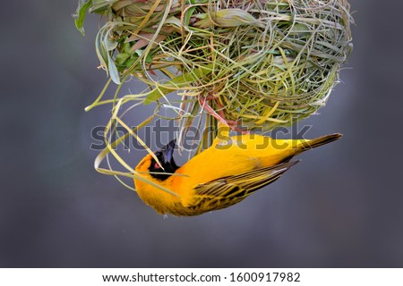 Building nest. African southern masked weaver, Ploceus velatus, build the green grass nest. Yellow birds with black head with red eye, animal behaviour in the habitat. Wildlife nature, Etosha, Namibia