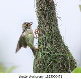 Building Its Nest Early Morning.very Hyper Active ..