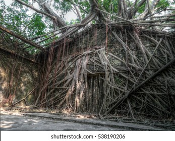  Building Overgrown By Banyan Tree