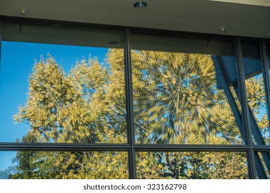 Building windows create an abstract reflection of Autumn leaves.