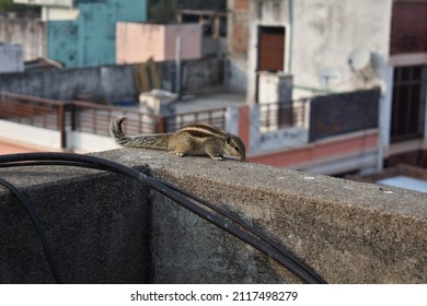 Buildings With Chipmunk, Squirrel House