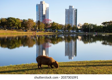 Buildings With Lake Reflection In The Parque Das Nações Indigenas In The City Of Campo Grande, Mato Grosso Do Sul, Brazil