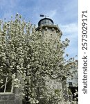 Built in 1840, the top of the Stonington Harbor Light, with its weather vane in full view pointing into the wind, rises above a tree bursting with blossoms in spring.