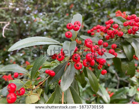Buisson ardent or Red Colum fruits on shrub tree