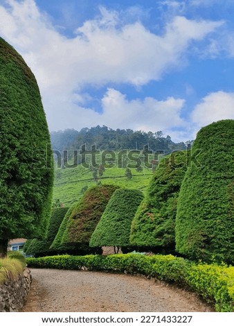 Bukit Jamur - West Java, Indonesia