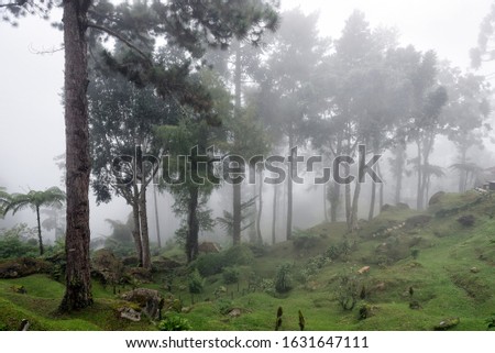 Bukit Larut is one of tourist attraction in Taiping can be reached by 4x4 ride with serene foggy environment weather. - Formerly known as Maxwell Hill founded in 1884, 1250m above sea level.
