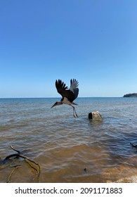 Bukoba On The Lake Victoria, Tanzania