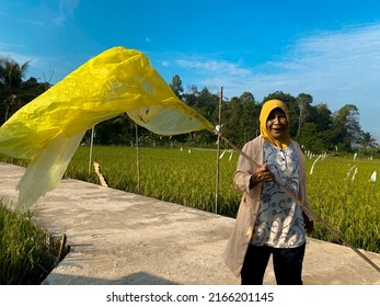 Bukuan, Kalimantan Timur, Indonesia. 11 June 2022. Farmers Chase Away Birds That Eat Rice