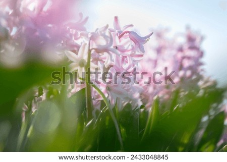 Bulb field full of purple flowering hyacinths in the bulb region in the Netherlands.