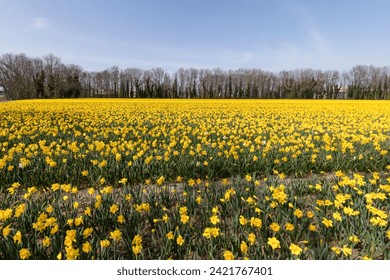 Bulb field full of yellow flowering daffodils. - Powered by Shutterstock