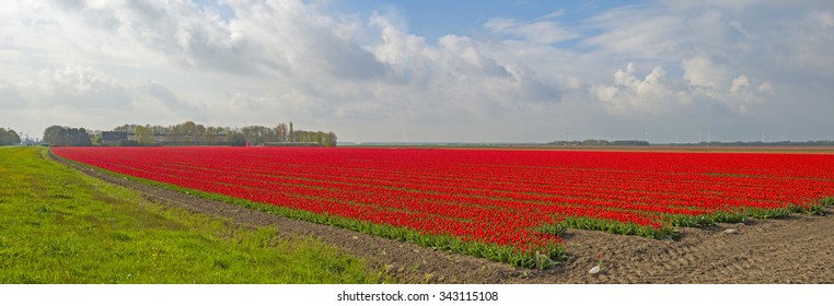 Bulb fields with tulips in spring 