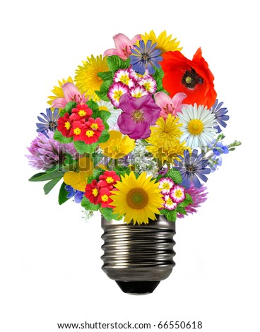 bulb flowers