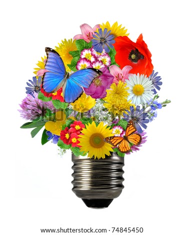 bulb flowers
