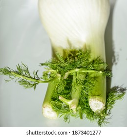 Bulb Of Fresh Fennel Vegetable (Foeniculum Vulgate)