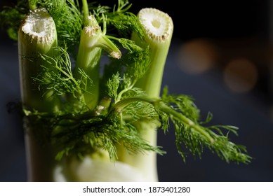 Bulb Of Fresh Fennel Vegetable (Foeniculum Vulgate)