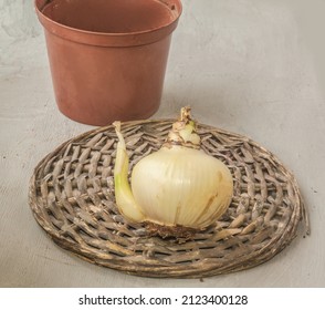 Bulb  Of Hippeastrum (amaryllis) With Roots On A Wicker Circle Near A Pot On A Gray Table 