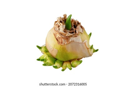 Bulb of hyacinth isolated on white background. Propagation of hyacinths using the mother bulb. Close-up.