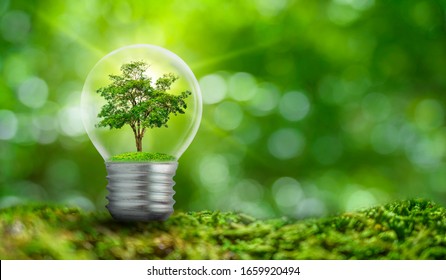 The bulb is located on the inside with leaves forest and the trees are in the light. Concepts of environmental conservation and global warming plant growing inside lamp bulb over dry