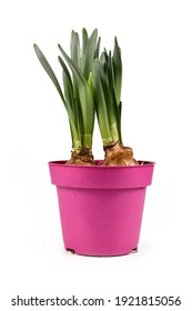Bulb spring flower plant 'Narcissus Westward' not yet in bloom in pink pot isolated on white background