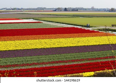 103,667 Tulip fields netherlands Images, Stock Photos & Vectors ...