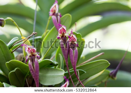 Bulbophyllum orchids 