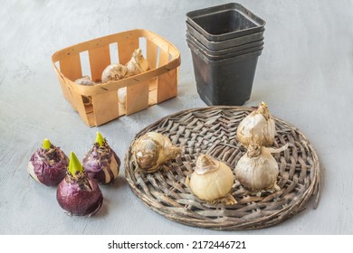 Lot  Bulbs Of Hyacinths Of Different Varieties On A Wicker Circle On A Gray Background. Spring Forced Flowering Concept.