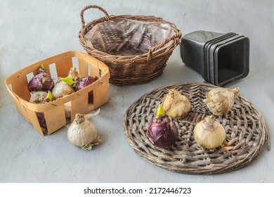 Lot  Bulbs Of Hyacinths Of Different Varieties On A Wicker Circle On A Gray Background. Spring Forced Flowering Concept.