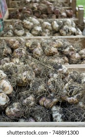 Bulbs Of Lily (Lilium), Flower Market, Planted In Autumn In Garden Land, Flower Will Shed In Late Spring, With White Flower (Lily Casablanca Variety) Or Red, Decorative, In Cassettes Of Wood, Italy