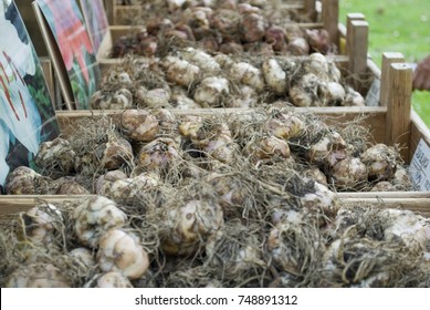 Bulbs Of Lily (Lilium), Flower Market, Planted In Autumn In Garden Land, Flower Will Shed In Late Spring, With White Flower (Lily Casablanca Variety) Or Red, Decorative, In Cassettes Of Wood, Italy