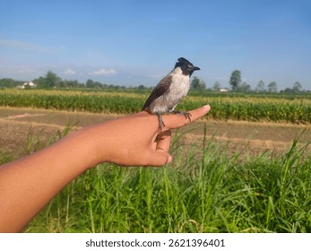 A bulbul bird perched on a person's finger in a rural area under bright daylight