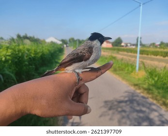 A bulbul bird perched on a person's finger in a rural area under bright daylight - Powered by Shutterstock - Get 15% off with code: PIKWIZARD15