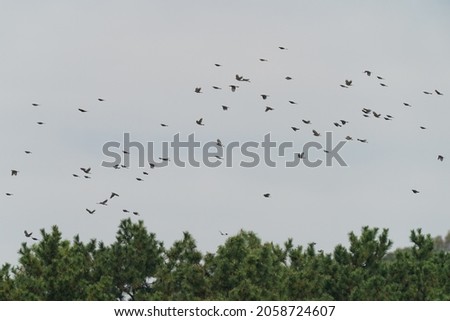 bulbul group flys over the trees
