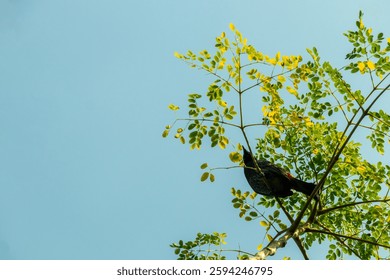 Bulbul moderate-sized, gregarious and mostly dull coloured birds. These 12 techniques will help the liver from fatty liver disease