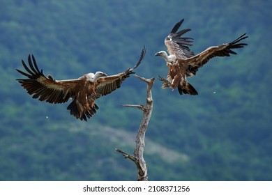Bulgaria nature, Griffon Vulture, big birds of prey sitting on rocky mountain, nature habitat, Madzarovo, Bulgaria, Eastern Rhodopes. Wildlife from Balkan. Wildlife scene from nature, flight. 