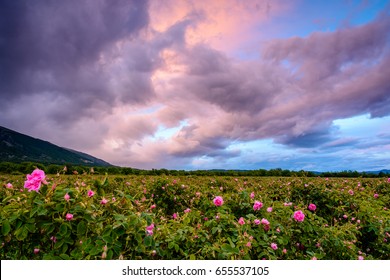 Bulgarian rose field at sunset (Rosa Damascena). Shot near Karlovo, Bulgaria.